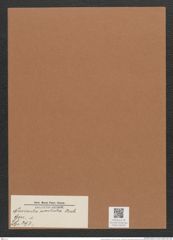 Navicula poulata Breb. (de-Toni-Nr.: Genus 1, Species 297) Zeichnungen Sammlung Grunow Mappe 00239 (Herbarium_W_Grunow_drawings_Folder_00239)